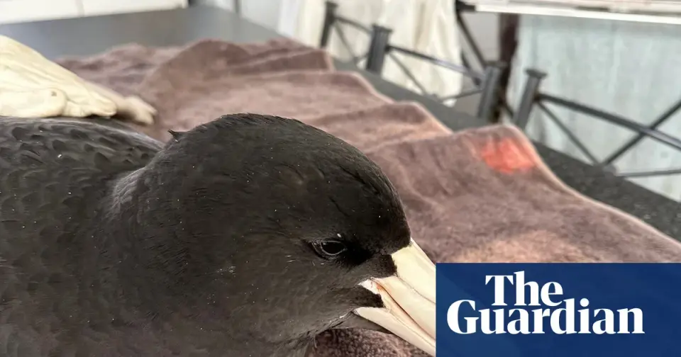 H5N1 hits Western Australia’s offshore seabirds, triggering wildlife health alert