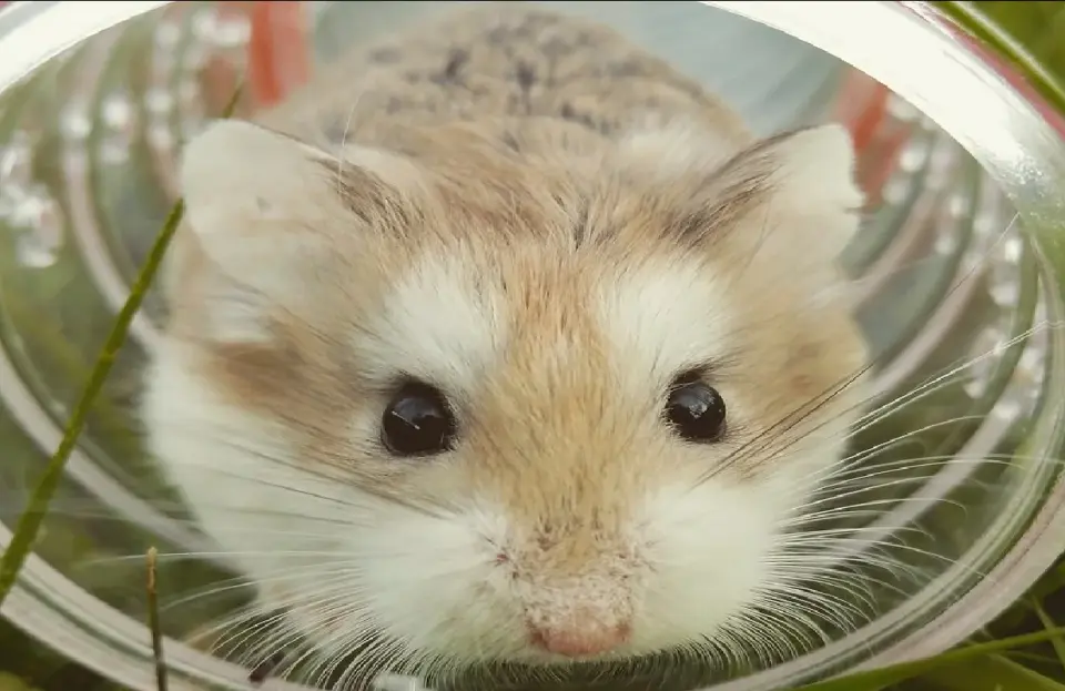 Wild Wheels: Dutch Study Finds Wild Animals Run in Nature