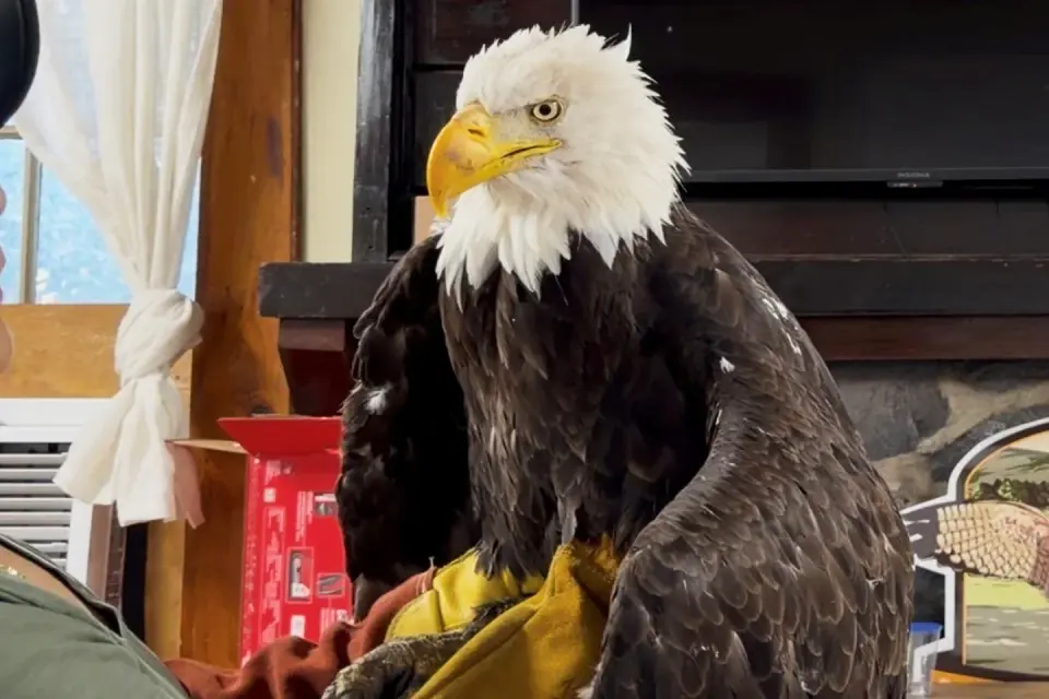 Autopsy reveals bird flu, not poison, killed California’s famous bald eagle Jackie