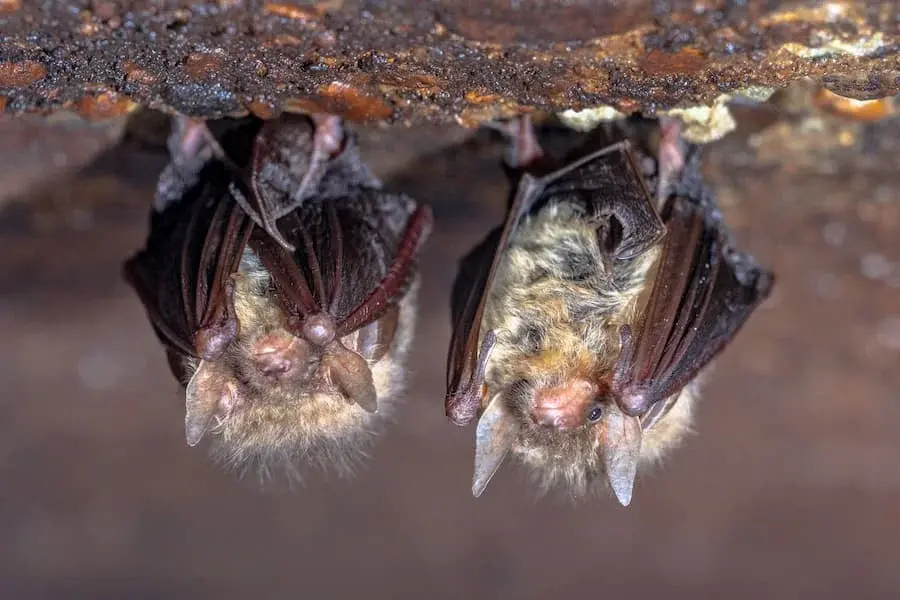 Eastern Idaho Health Officials Warn of Rabies Risk After Two Bat Incidents