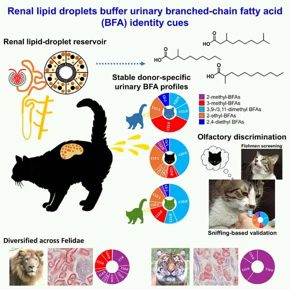 Cat Kidney Lipids Create Durable Urine Signatures