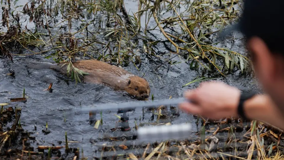 Beavers as urban flood engineers reshape London's wetlands