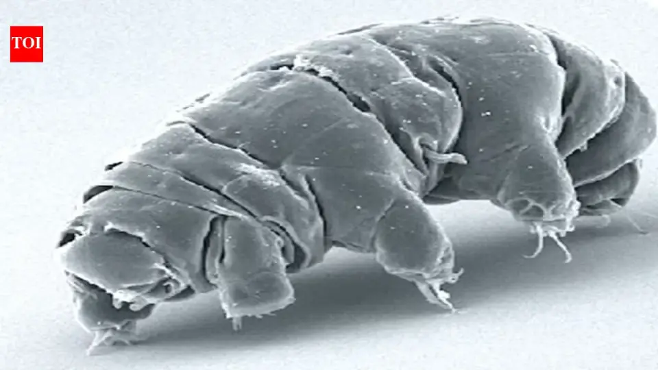 Water Bears in Orbit: Four Generations of Tardigrades Uncover Heritable Spaceflight Tricks
