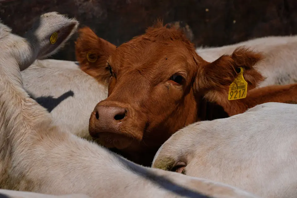 Trump targets cheaper beef through tariff relief