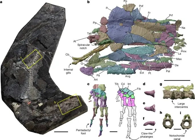 New Fossil Data Revises Evolution of Land-Dwelling Vertebrates
