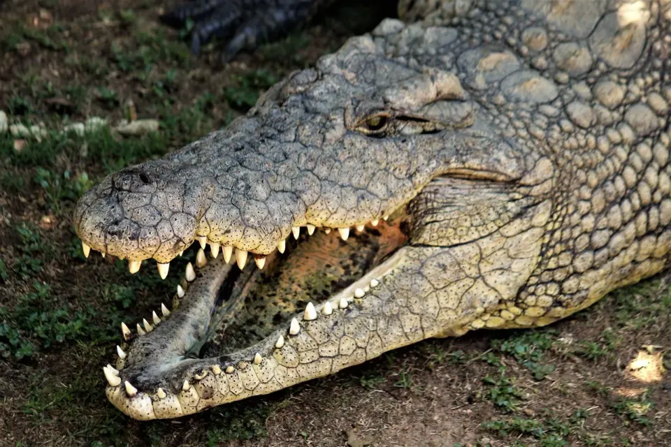 3,700-psi bite, weak-opening jaw: the Nile crocodile’s evolutionary design
