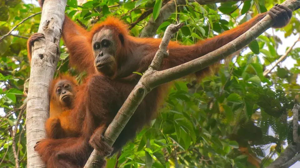 Extreme rainfall imperils Sumatra’s rarest orangutans, study says