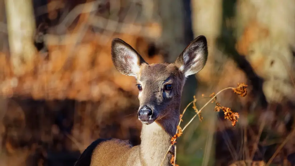 Wisconsin EHD outbreak kills over 700 deer across three counties