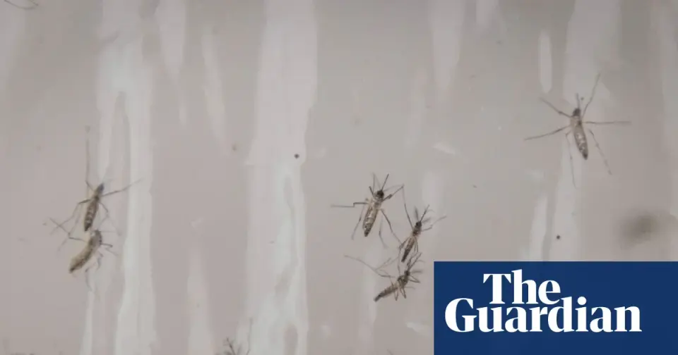 Google seeks permit for a massive sterile-mosquito release in California and Florida
