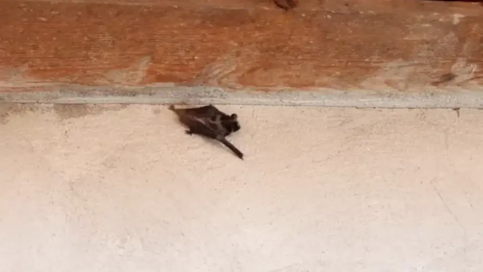 Puyallup School District Seals Edgerton Elementary After Eighth Bat Discovery