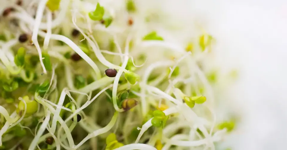 Alfalfa Sprouts Linked to Unusual Dual-Bacteria Outbreak in MN and WI