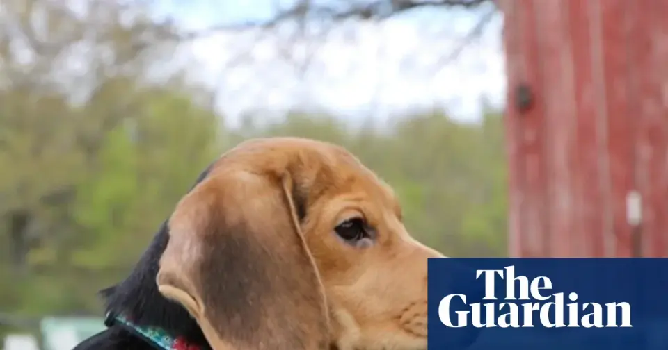 Beagles Freed From Wisconsin Lab Begin New Lives With Rescue Network