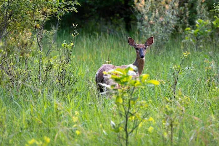Michigan and Missouri officials monitor 2026 EHD deer outbreaks as midge-borne virus spreads