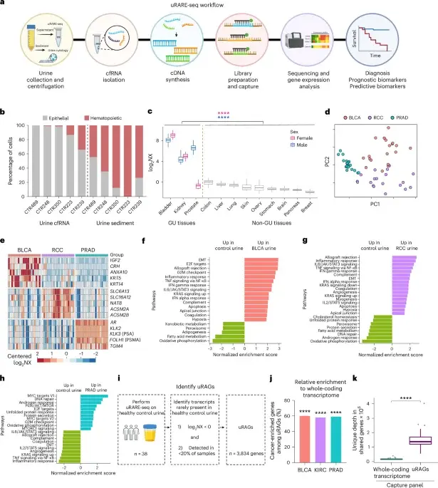 New Urine RNA Test Detects 95% of Bladder Cancers and Predicts Treatment Response