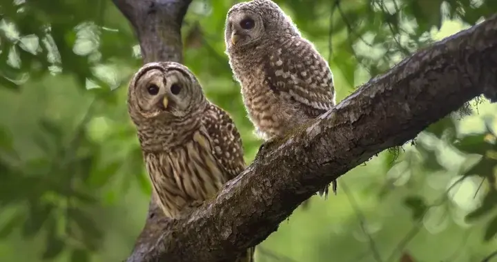 California Rodenticide Bans Cut Owl Exposure, But New Contaminant Emerges