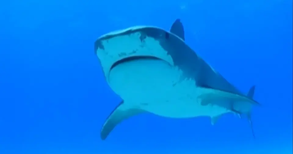 Perth swimmer identified as Greg O'Neill after fatal shark attack; rare capture order fails