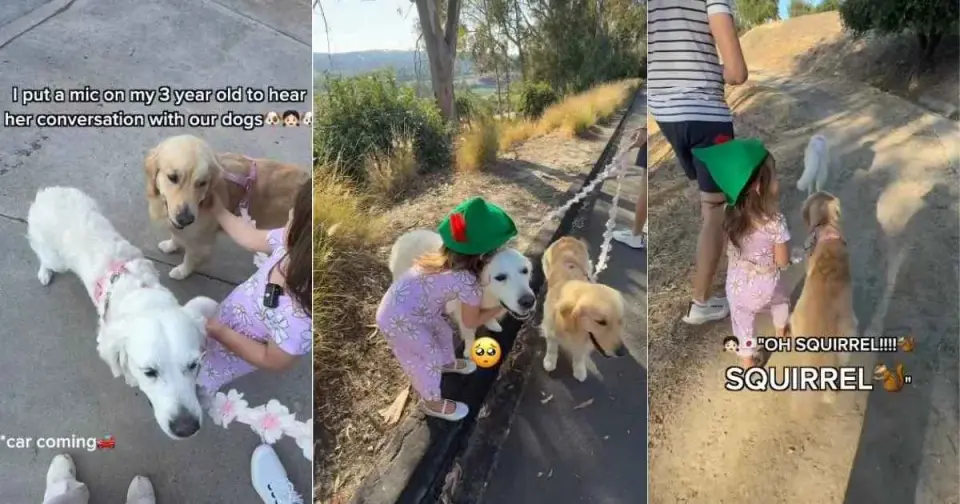 Tiny Guardian Takes the Lead on a Golden Retriever Walk