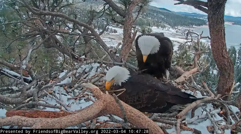 Farewell to Jackie: Beloved livestream bald eagle dies at 14