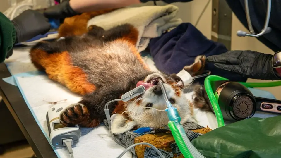 Edinburgh Zoo’s Red Panda Bruce Receives Dental Care After Toothache