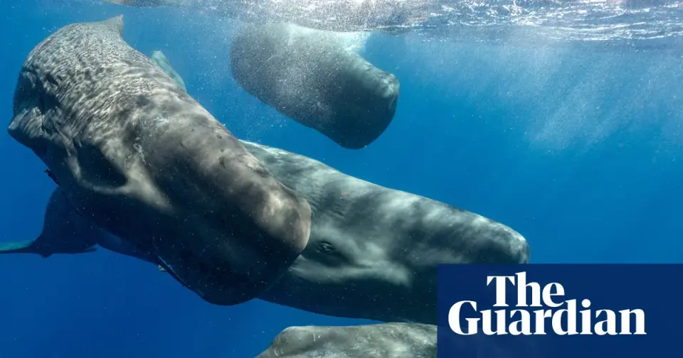 Decoding Whale Dialects: How Acoustic Science is Reshaping Marine Conservation