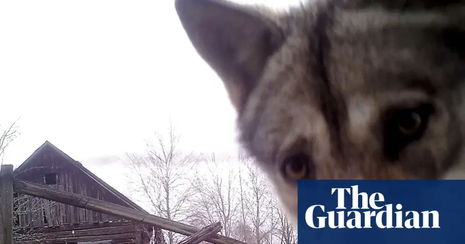 Chernobyl’s wild sanctuary reshapes the nuclear debate