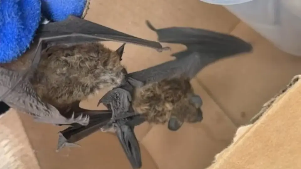 Rabies-Positive Bat Detected After Indoor Bat Cluster in Golden Valley
