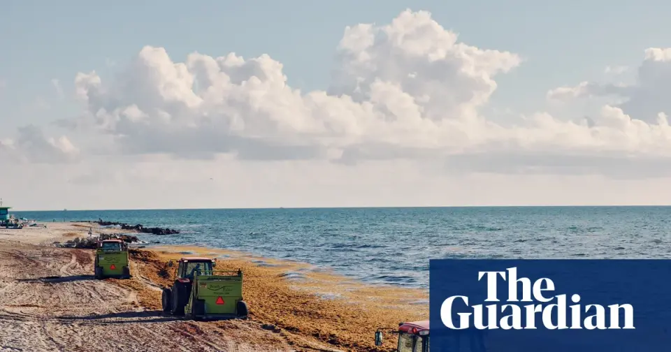Miami Faces a Seaweed Surge as Sargassum Washes Ashore in Record Volumes