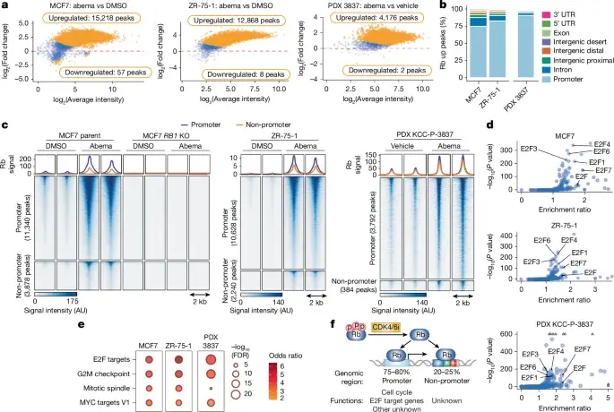 CDK4/6-Activated Rb Rewires Estrogen Signaling in Breast Cancer