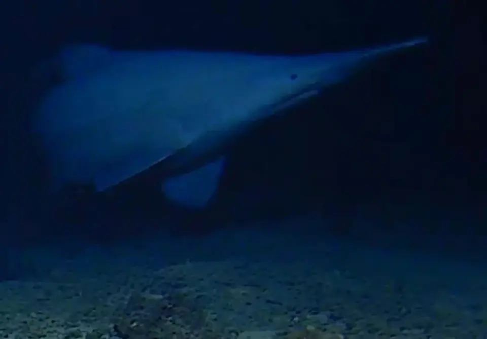 Live Goblin Shark Filmed in Deep Pacific, Expanding Range and Depth