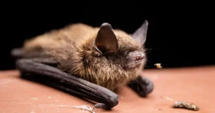 Humboldt County Rabies Cases Reach Four After Cal Poly Humboldt Bat Bite